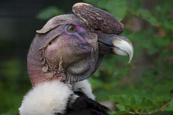 Connecticut's Beardsley Zoo's Thaao, the oldest living Andean condor in captivity, has died at the age of 80.