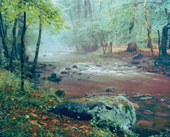 Adam's Creek by Gary Thompson