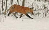 Fox Hunting 1 by Joe Woody