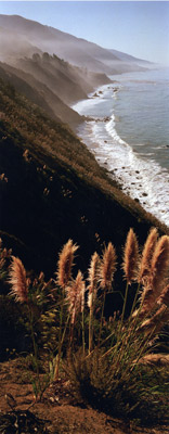 Big Sur with Pompas Grass
