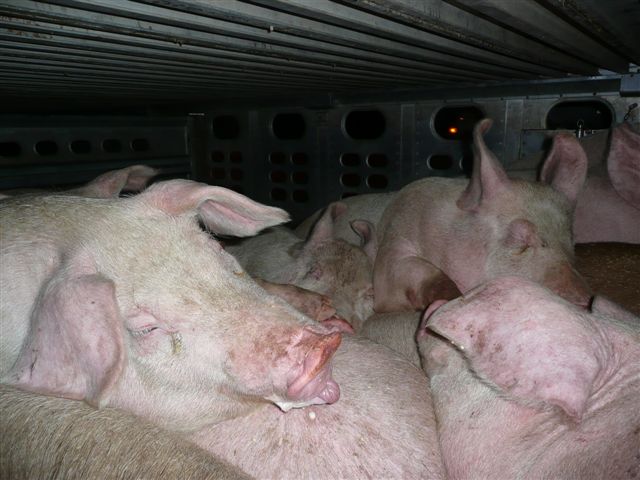 pigs crowded in trailer