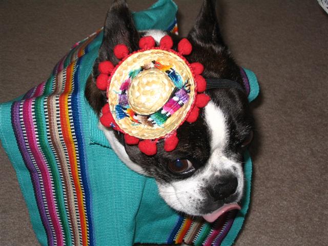 Mexican Dixie pic