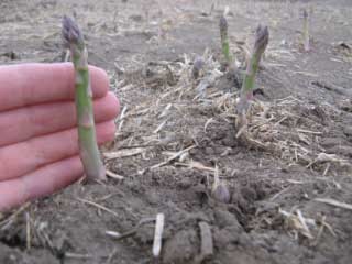 May 14 Asparagus height