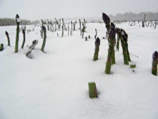 Asparagus in Snow
