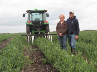 Cultivating weeds in peas