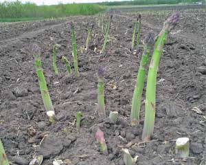 Asparagus growing in field