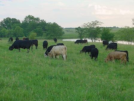 Spring Cattle