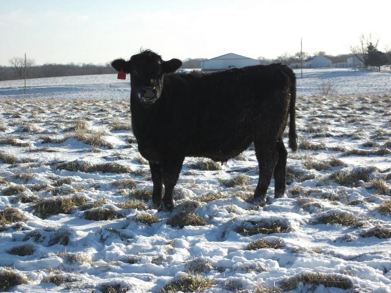 February Cattle