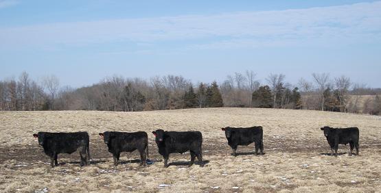 February Cattle