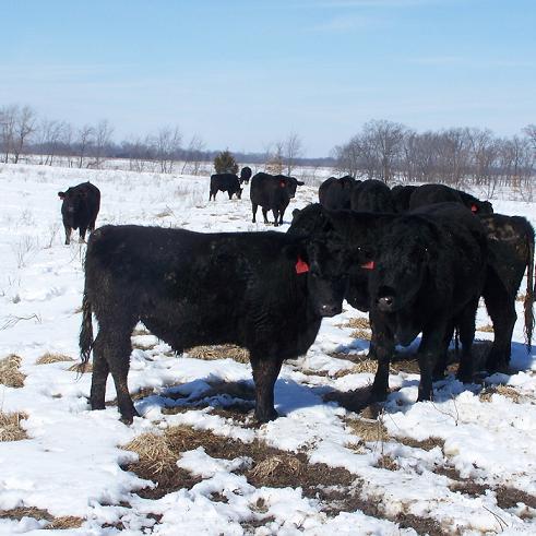 March2Cattle