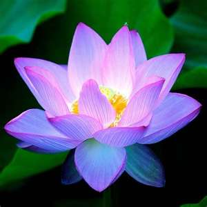 Lotus Flower Lavender