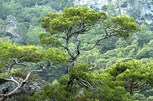 Aegean Trees by Joel Krenis