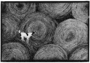 Dog and Hay by Stacey Hoff