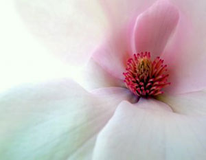 Magnolia by Burt Segelin