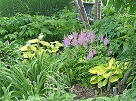 Hosta combine nicely with other wonderful shade perennials such as Astilbe, ferns, and Japanese Anemones.