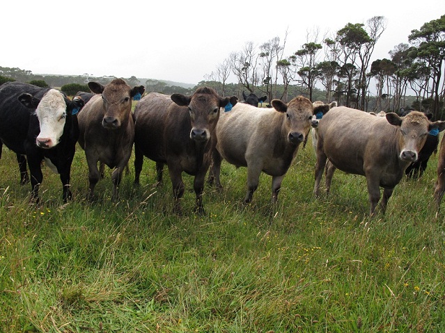 Tasmanian Cattle
