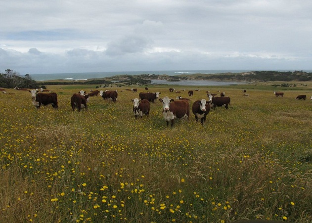 Tasmania Cattle