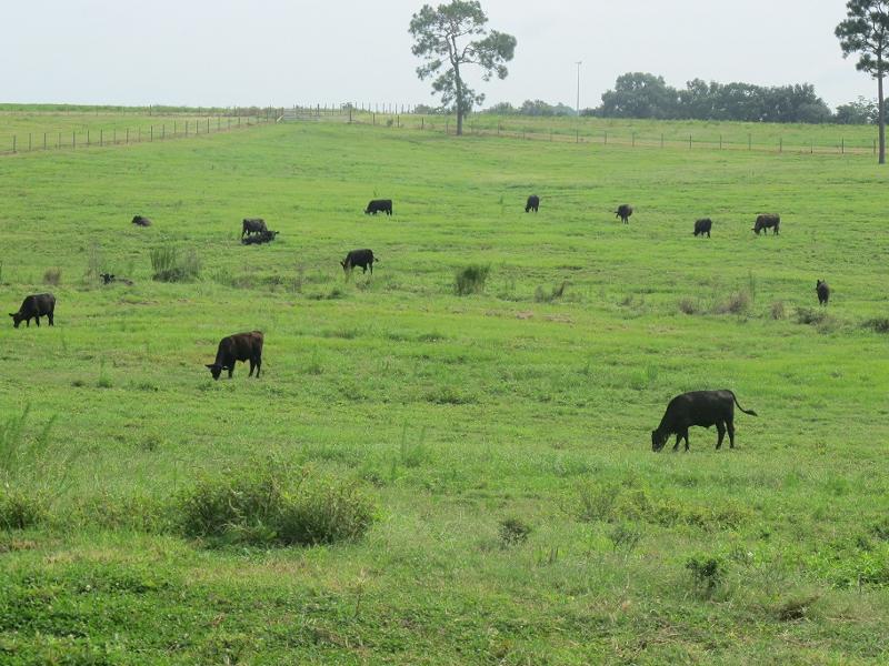 Alabama Cattle