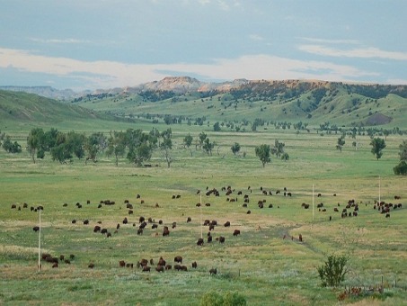 Bison Landscape