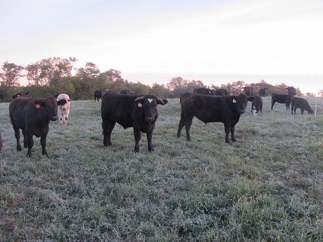 Iowa Cattle