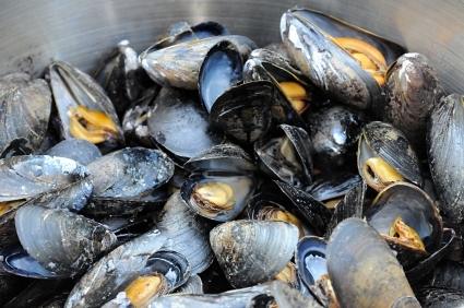 Pacific Blue Mussels