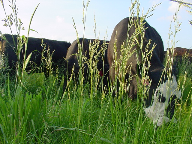 Missouri Cattle