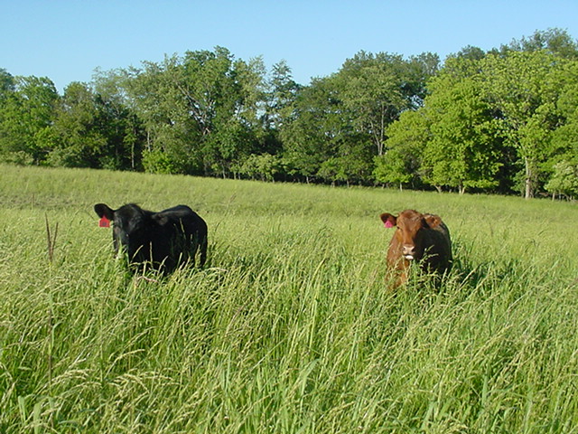 June Cattle