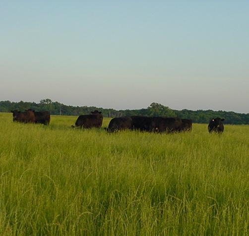 June Cattle
