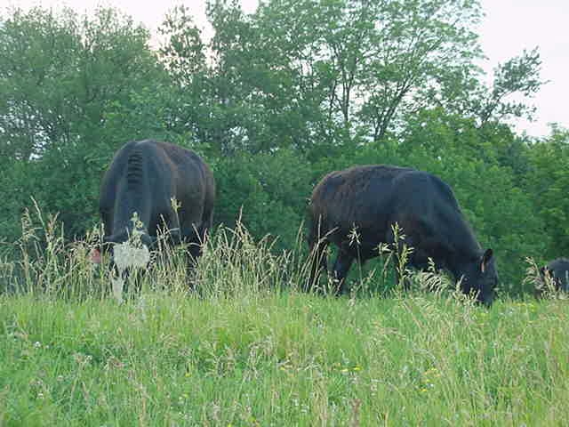 US Wellness Cattle