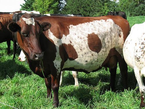 Pastureland Dairy Cattle