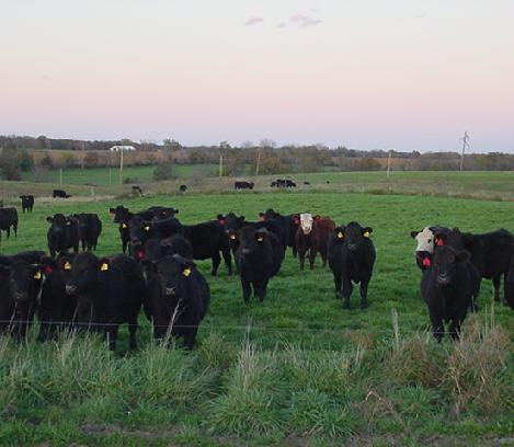 Fall Cattle
