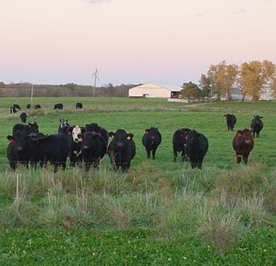 Fall Cattle at Sunset