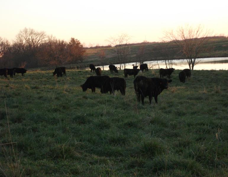November Cattle