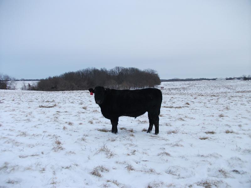 January Cattle