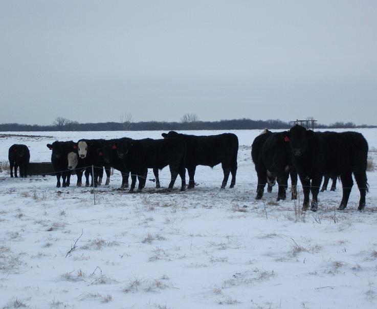 January Cattle