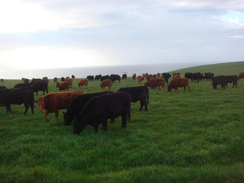 Tasmania 

Cattle