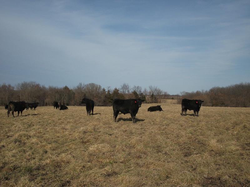 March Cattle