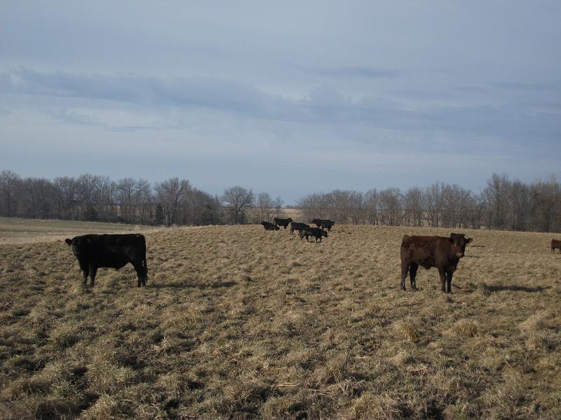 March Cattle