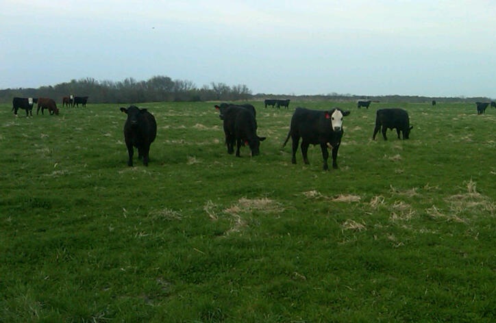 April Cattle