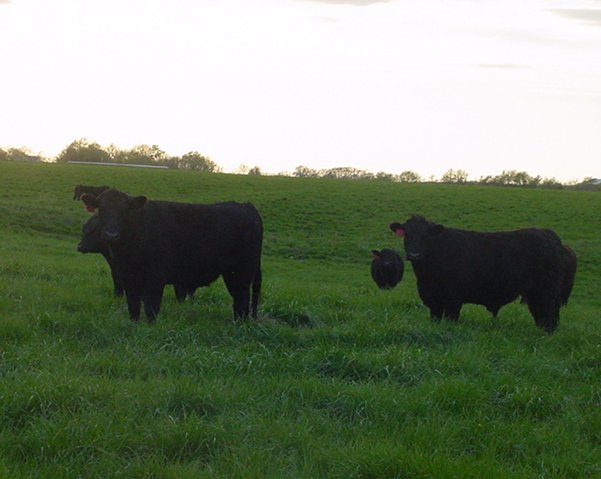 May Cattle