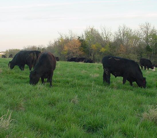 US Wellness Spring Cattle
