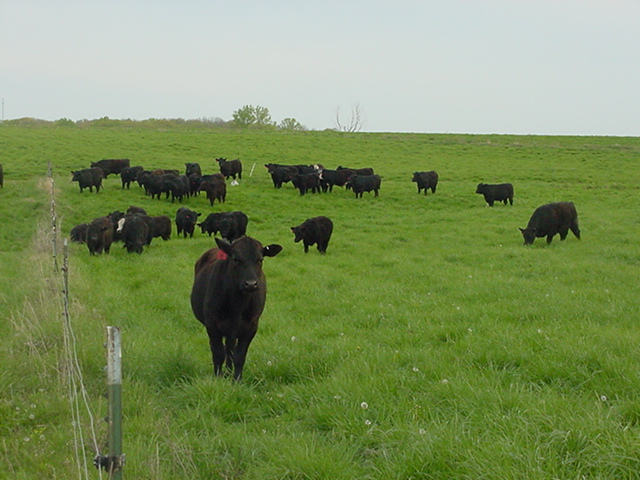 Spring Cattle