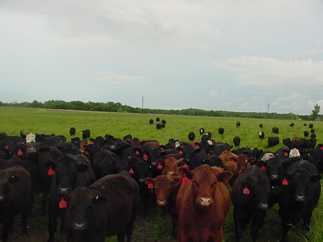 May Cattle