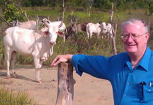 Jorge de Campos with cattle in Jan 2012