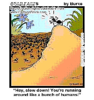slow down ant