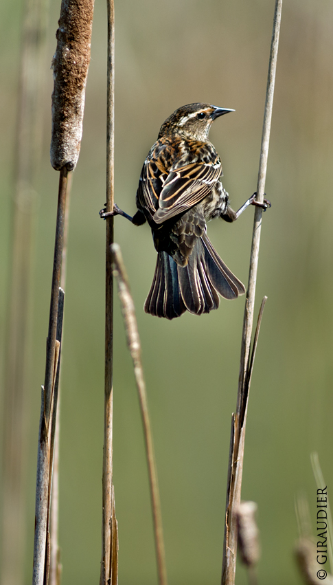 Blackbird at Berggren pond, photo by Tim Giraudier