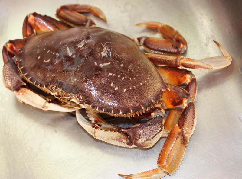 Easy Steamed Blue Crabs Recipe - Chowhound