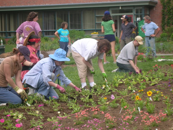 volunteers planting