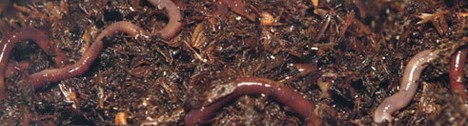 Worm compost header 2