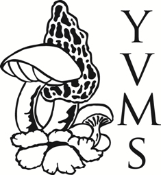 YVMS Logo Small Web
